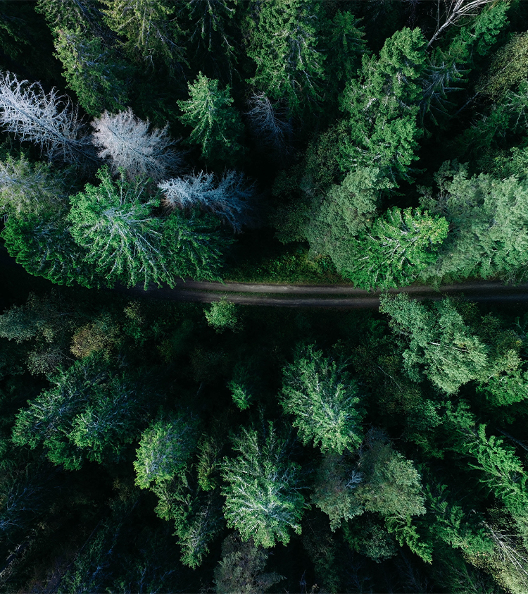 Forêt vue du ciel avec route