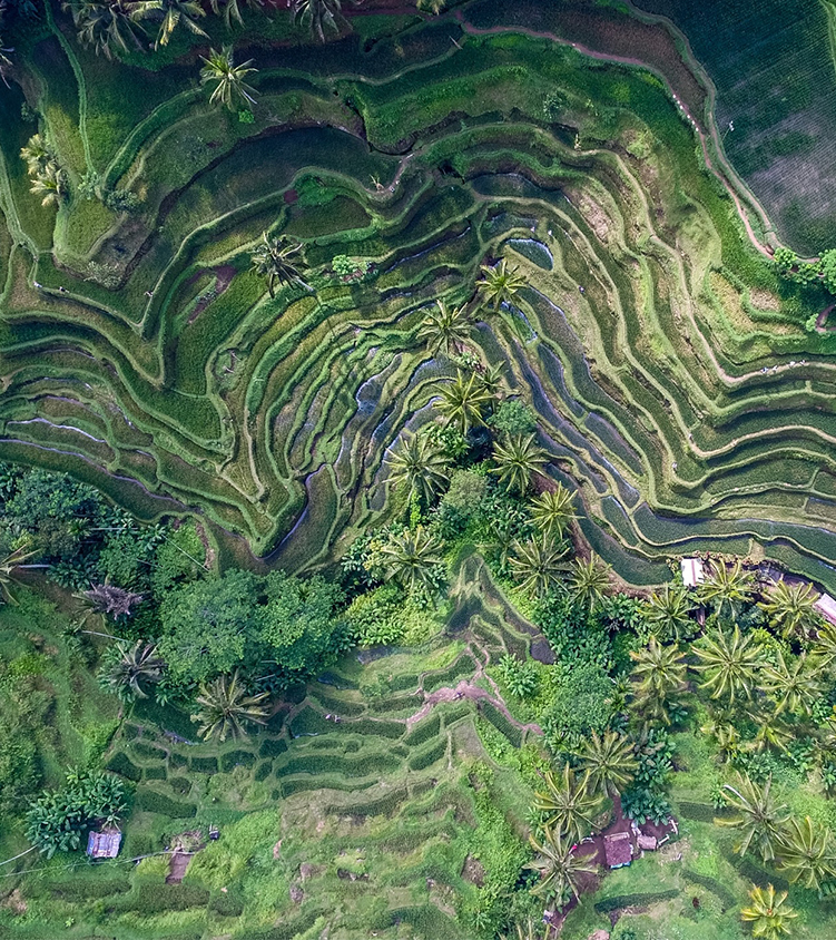 Forêt et rizières