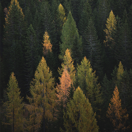 Forêt verdoyante